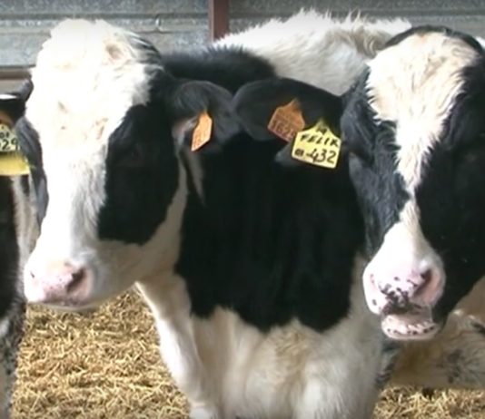 Campo Abulense 23 de enero de 2020