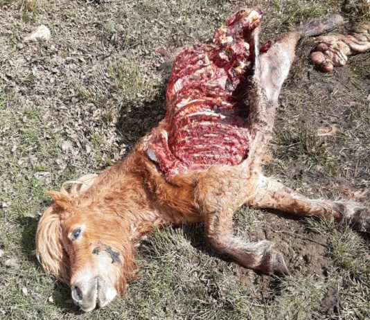 El lobo no respeta el confinamiento