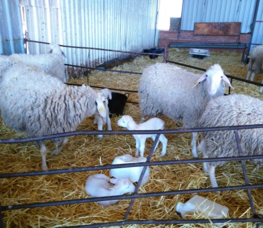 ASAJA pide a la Administración apoyo para encontrar mercados para lechazos y cochinillos