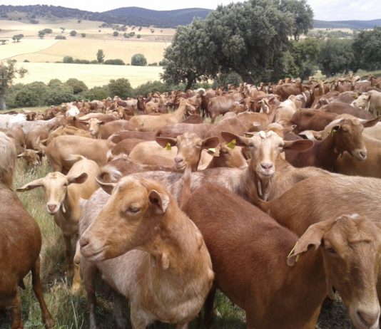 Plataforma en CyL para encontrar salida a la producción bloqueada por el cierre hostelero y turístico