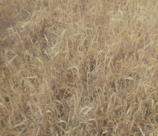 ASAJA-Ávila exige la reducción de los módulos del IRPF para los regantes de Las Cogotas