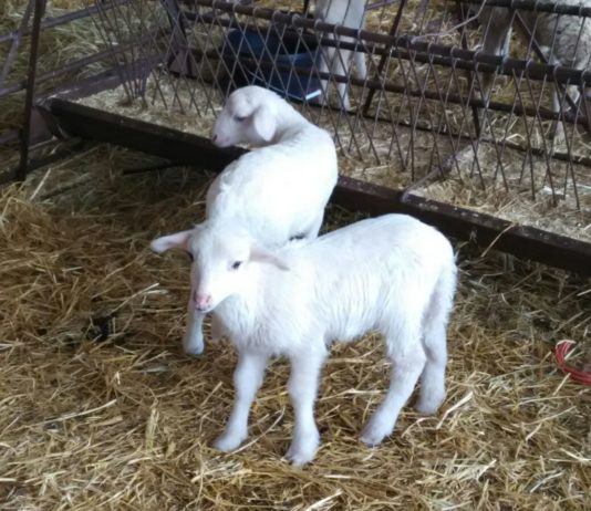 ASAJA pide que las ayudas para paliar las pérdidas en corderos y cabritos lleguen directamente al ganadero, no a intermediarios