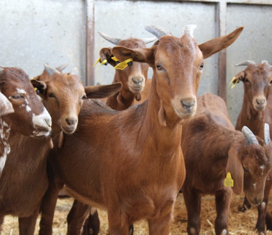ASAJA pide que las ayudas para sectores en crisis como el ovino y el caprino se centren en los profesionales del campo