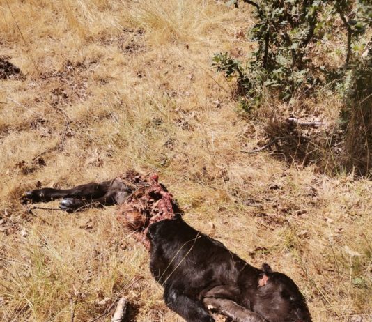 El lobo arruina a los ganaderos de Ávila con el beneplácito de las administraciones