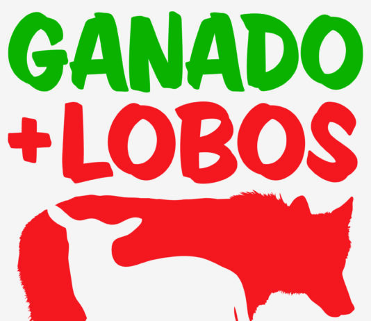 ASAJA denuncia la vulnerabilidad del ganadero frente a ataques del lobo que hoy por hoy no indemniza ninguna administración