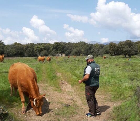 ASAJA denuncia la situación desesperada de los ganaderos en integración, especialmente de los jóvenes, amenazados por la quiebra