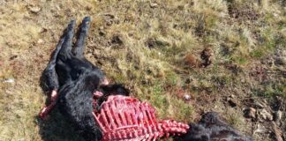 LOS GANADEROS DE ÁVILA, AL BORDE DEL COLAPSO POR LOS ATAQUES DEL LOBO Y EL ABANDONO INSTITUCIONAL