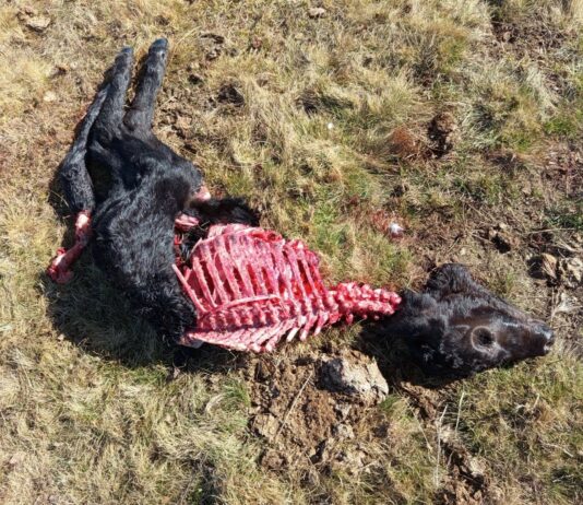 LOS GANADEROS DE ÁVILA, AL BORDE DEL COLAPSO POR LOS ATAQUES DEL LOBO Y EL ABANDONO INSTITUCIONAL