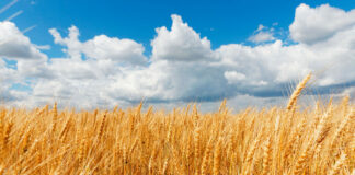 ASAJA denuncia que los agricultores pagan tres veces más por abonar mientras el cereal se vende al precio de hace una década