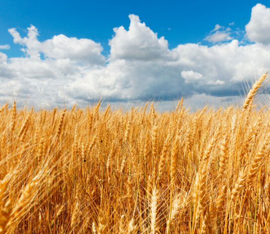 ASAJA denuncia que los agricultores pagan tres veces más por abonar mientras el cereal se vende al precio de hace una década