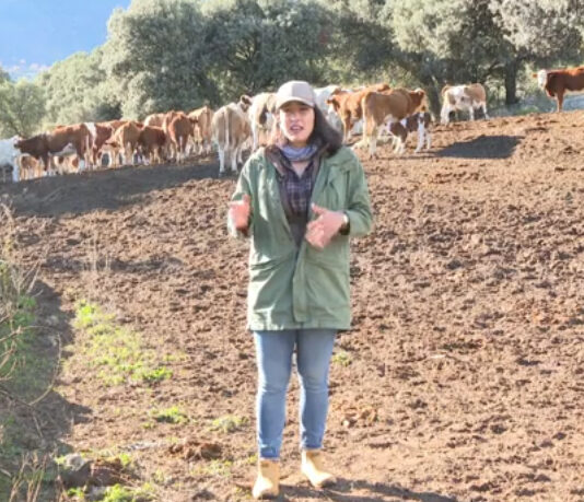 Campo Abulense 12-12-2024