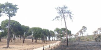 ASAJA ÁVILA EXIGE EL LEVANTAMIENTO INMEDIATO DE LOS PASTOS EN LA PROVINCIA Y TRANSPARENCIA POR PARTE DE LA JUNTA