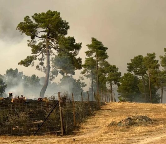 ASAJA ÁVILA EXIGE QUE, DE INMEDIATO, SE HAGA PÚBLICA LA RESOLUCIÓN DEL LEVANTAMIENTO DE PASTOS DE LA QUE HABLA EL CONSEJERO