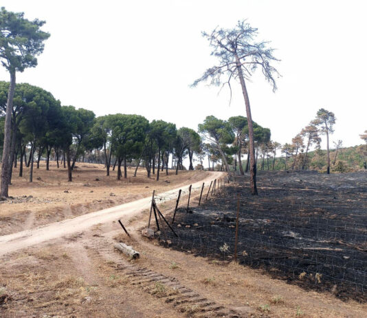 ASAJA APOYA A LA JUNTA FRENTE A LOS IRRESPONSABLES QUE HAN RECURRIDO EL LEVANTAMIENTO DEL ACOTAMIENTO DE PASTOS EN MONTES QUEMADOS
