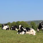 ASAJA exige al Ministro soluciones urgentes para el sector lácteo