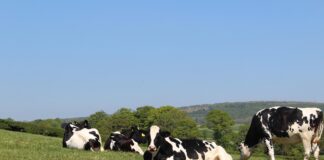 ASAJA exige al Ministro soluciones urgentes para el sector lácteo