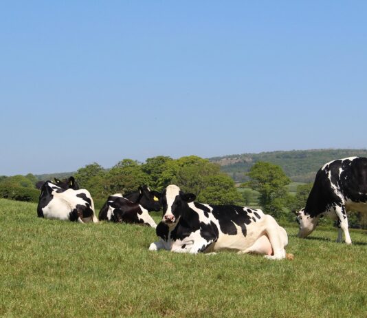 ASAJA exige al Ministro soluciones urgentes para el sector lácteo