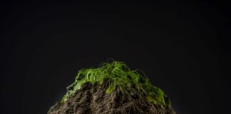 ASAJA considera que Castilla y León tiene un gran potencial para aplicar las propuestas de la Comisión Europea de impulso a biocombustibles y bioenergía