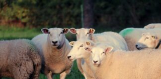 Los ganaderos afrontan el esquileo de sus rebaños una vez más con pérdidas, aunque se aprecia una tendencia al alza en el precio de la lana