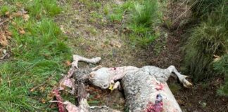 CONTINÚAN LOS ATAQUES DE LOBO EN ÁVILA MIENTRAS SIGUEN PENDIENTES PAGOS DE ATAQUES DE 2025