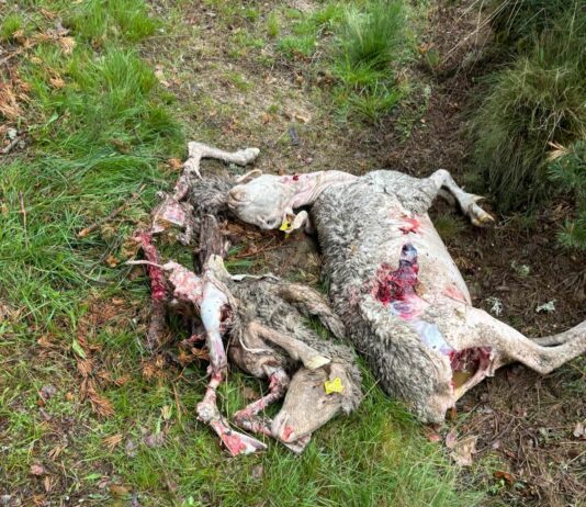 CONTINÚAN LOS ATAQUES DE LOBO EN ÁVILA MIENTRAS SIGUEN PENDIENTES PAGOS DE ATAQUES DE 2025