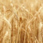 ASAJA Ávila y ASAJA Valladolid reclaman que el campo sea tratado como una prioridad nacional