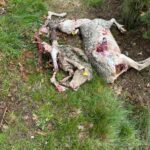 ASAJA ÁVILA CELEBRA EL RECONOCIMIENTO DEL ESTADO DE CONSERVACIÓN FAVORABLE DEL LOBO Y EXIGE AL GOBIERNO QUE DEJE DE DAR LA ESPALDA AL CAMPO