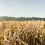 ASAJA ÁVILA CIFRA EN MÁS DE 50 MILLONES DE EUROS LAS PÉRDIDAS DEL CEREAL EN LA PROVINCIA DE ÁVILA, EN UNA DE LAS PEORES CAMPAÑAS DE LOS ÚLTIMOS AÑOS