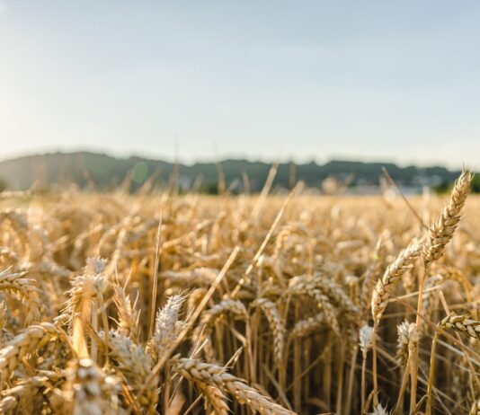 ASAJA ÁVILA CIFRA EN MÁS DE 50 MILLONES DE EUROS LAS PÉRDIDAS DEL CEREAL EN LA PROVINCIA DE ÁVILA, EN UNA DE LAS PEORES CAMPAÑAS DE LOS ÚLTIMOS AÑOS