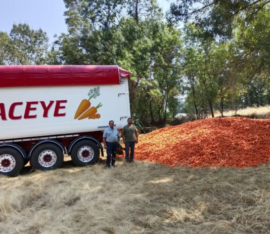 ASAJA ÁVILA CANALIZA ENVÍOS SOLIDARIOS DE ZANAHORIAS PARA EL GANADO AFECTADO POR LOS INCENDIOS