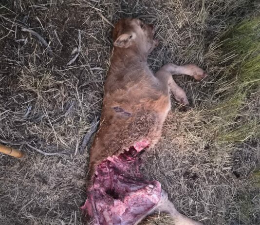 ASAJA ÁVILA DENUNCIA QUE LAS ESTADÍSTICAS NO REFLEJAN EL DAÑO REAL DEL LOBO EN LAS EXPLOTACIONES GANADERAS