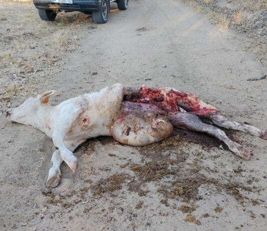 ASAJA ÁVILA DENUNCIA LA CONTRADICCIÓN DEL GOBIERNO EN LA GESTIÓN DEL LOBO MIENTRAS LOS GANADEROS SUFREN ATAQUES A PLENA LUZ DEL DÍA