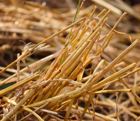 ASAJA valora que se recupere la quema controlada de rastrojos como medida fitosanitaria para prevenir y controlar plagas y enfermedades en el campo