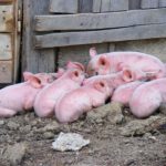 pigs-87606__340