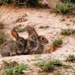 2017030810231321952 conejos