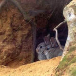 Madriguera de Conejos