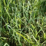 cebada apedreada en Ledigos, Palencia