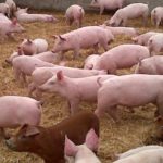 1357239951_238588033_5-Cerdos-Hembras-Chanchillas-Machos-Reproducion-Cerdos-para-Engorda-Compra-Venta-625×321