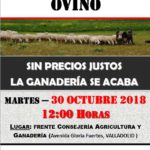 cartel ovino