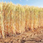 sequia-cereales-andalucia-kmXF–620×349@abc