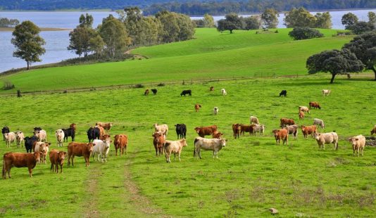 Asaja pedirá a Mañueco mejoras que reduzcan problemas al sector ganadero en las campañas de saneamiento.