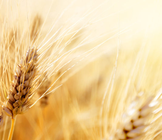 5 11 20 ASAJA Seguros Agrarios