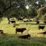la_dehesa_-ganaderia-