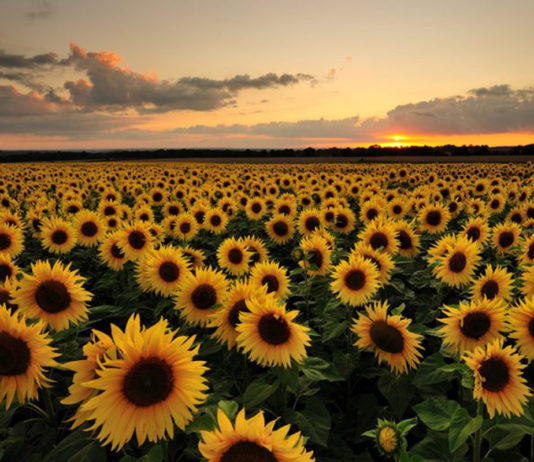 Cambio de tendencia en los precios del girasol, que ya supera los 400 €/ TM en los mercados internacionales.