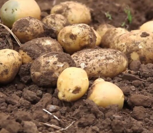 ASAJA pide “lealtad y legalidad” a la cadena alimentaria para que los cultivadores se animen a sembrar patata