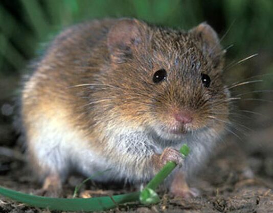 Medidas insufientes contra la plaga de topillos. Asaja denuncia la exclusión como zona afectada de la comarca Arlanzón.