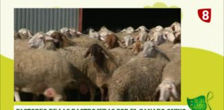 Campo Leonés TV 14- 02/11/2012