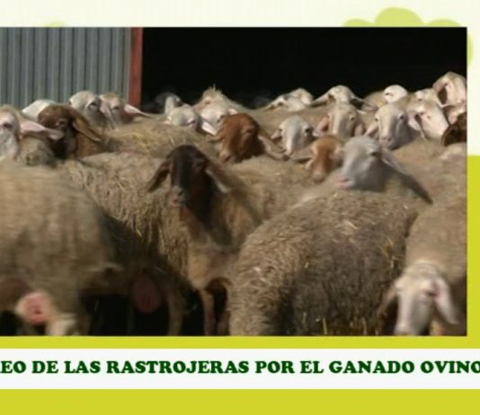 Campo Leonés TV 14- 02/11/2012