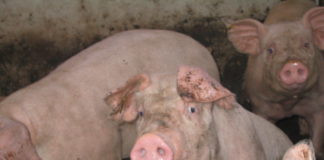 Asaja de Castilla y León pide medidas para evitar que la Peste Porcina Africana vuelva a nuestro país