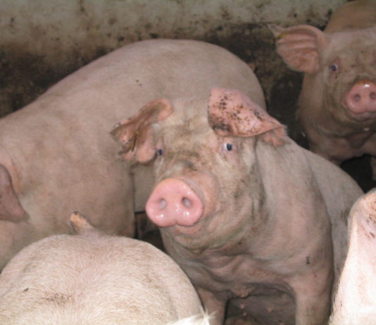 EL SECTOR PORCINO DE LA PROVINCIA DE LEÓN CRECERÁ A RITMOS DEL 10 POR CIENTO EN LOS PRÓXIMOS AÑOS